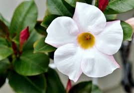 Mandevilla Plant Care Tips For Growing And Training Mandevilla Vine