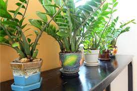 Fix And Prevent Your Zz Plant Stalks Falling Over How To Identify And Fix The Common Reasons Zz Plant Zamioculcas Zamiifol Plants Planting Bulbs Garden Guide