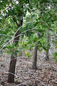 The case of the commune of lumaco, araucania. The Difference Between An Analog Forest And A Monoculture Tree Nation Project S Updates