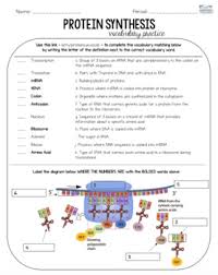 Answer the following questions on your paper:. Biology Vocabulary Practice Protein Synthesis By Get Wise With Weissert