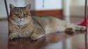 Feliland Cattery - Home of British Shorthair Cats and ...
