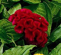 Celosia Argentea Jewel Box Red Flower Seeds Annual Flowers Flowers