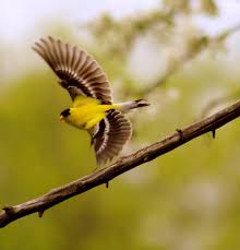 Midwest Birds With Yellow Feathers The Retirement Chronicles This And That From June Yellow Finch Finches Bird Midwest Birds