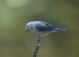 Gray Birds That Look Like Blue Jays Colombia Blue Grey Birds Blue Jay