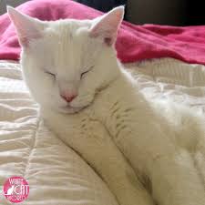 Superstitions Legends Symbolism Of White Cats Around The World White Cat World