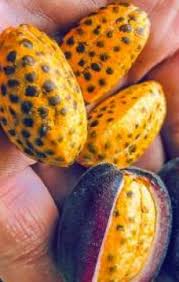 Image result for Renealmia