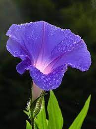 Morning Glory Wikipedia The Free Encyclopedia Morning Glory Flowers Morning Glory Flower Essences