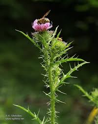 Image result for Carduus