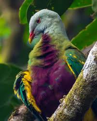 Image result for Toddaliopsis