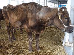 Johne S Disease What To Expect When You Re Detecting Beef Central