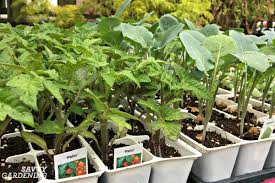 New gardeners often make the mistake of planting more than they can handle. The Easiest Vegetables To Grow In Garden Beds And Containers