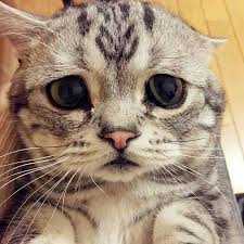 Precioso Katzen
