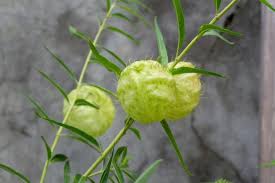 Image result for Gomphocarpus fruticosus