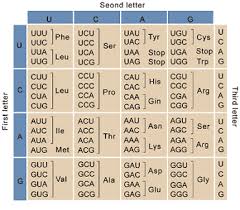 quiz worksheet dna amino acid coding study com