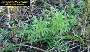 Image result for Lycopodiella cernua