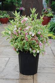 My monet purple effect™mature height: Weigela Tagged Weigela Sheridan Nurseries Online