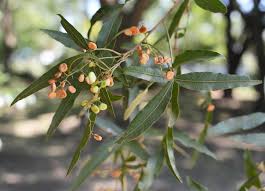 Image result for Searsia leptodictya