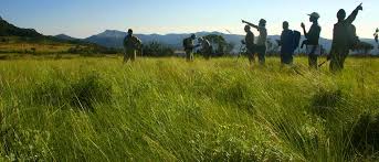 Image result for Brachystephanus holstii