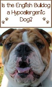 French bulldogs often face a long road of health problems, especially those pets from puppy mills. English Bulldogs As Non Hypoallergenic As You Can Get English Bulldog Care Bulldog Puppies Bulldog