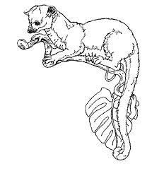 Here you can explore hq kinkajou transparent illustrations, icons and clipart with filter setting like polish your personal project or design with these kinkajou transparent png images, make it even. Photo Umbrella Coloring Kinkajou Jan Bretts Coloring Pages Album Bumblebee Ladybug S Garden Fotki Com Photo And Video Sharing Made Easy