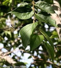 Image result for Celtis africana