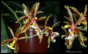 Image result for Polystachya macropoda