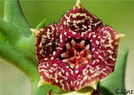 Image result for Orbea carnosa