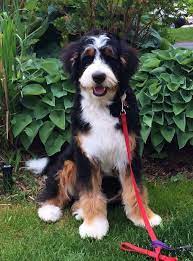 Maybe you would like to learn more about one of these? Blizzard Bernedoodle 8 Months Old Bernedoodle Bernedoodle Puppy Puppies