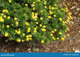 Image result for Euryops chrysanthemoides