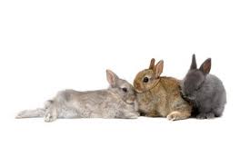 Have you decided you want a name that's super sweet and dripping with honey? Names For Rabbits