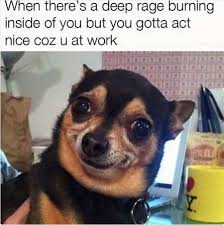 When youre extra angry cat memes animal memes grumpy cat quotes. 100 Pet Memes That Will Make You Lol Over And Over Again