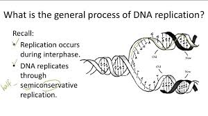 Explore dna structure/function, chromosomes, genes, and traits on this vid and find out how this relates to this worksheet is useful in helping the students assess their familiarity with the different parts of the. Dna Replication Overview Video Biology Ck 12 Foundation