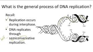 These chromosomes are packed together tightly with _____ in the nucleus of the cell. Role Of Climate In Human Evolution Video Biology Ck 12 Foundation