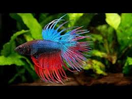 Betta Fish Types In 2020 Betta Fish Types Betta Fish Tank Betta Fish
