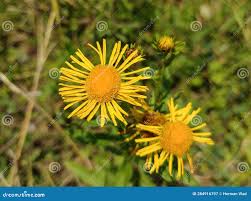 Image result for Pentanema