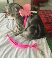 Melek Kanatli Tasma Petbutik35