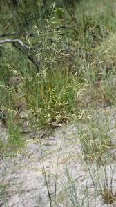 Image result for Eragrostis pallens