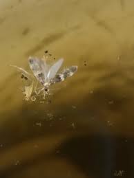 Image result for Pterygota