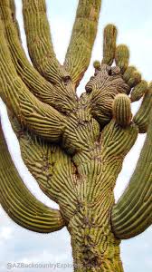 Are succulents and cactus the same? Arizona Backcountry Explorers The Crested Saguaro Cactus Arizona S Majestic Beauty