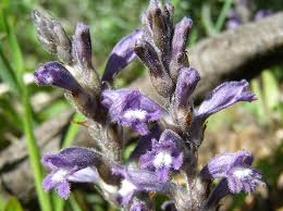 Image result for Orobanche