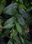 Image result for Olyra latifolia