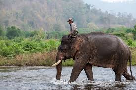 520+ Tame Elephant Stock Photos ...
