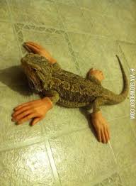 Edward Lizard Hands Cute Lizard Funny Lizards Funny Animal Photos
