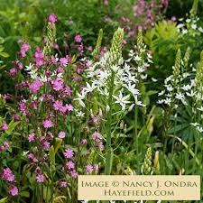 Image result for Ornithogalum seineri