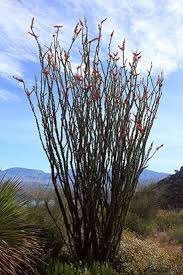 Maybe you would like to learn more about one of these? Trees And Shrubs Tonto National Monument U S National Park Service