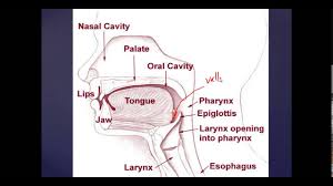 basic mouth and throat anatomy anesthesia and ent basics