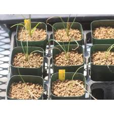 Image result for Dipcadi brevifolium