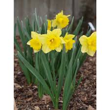 Check spelling or type a new query. Jc Raulston Arboretum Our Plants Narcissus Rijnveld S Early Sensation