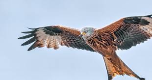 Photo Savoie. Comment plusieurs espces ont t dcouvertes dans les ...