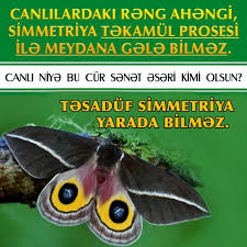 Təsaduf Simmetriya Yarada Bilməz Fish Pet Pets Animals